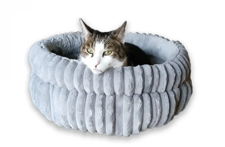 cat-bed
